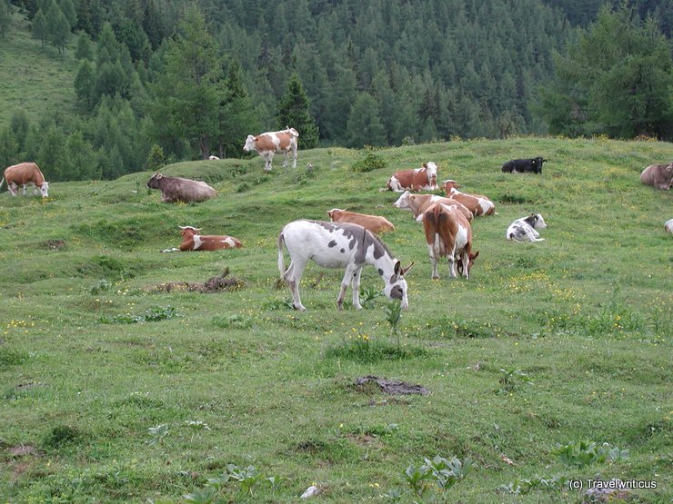 Cattle at Styrian alpine pasture