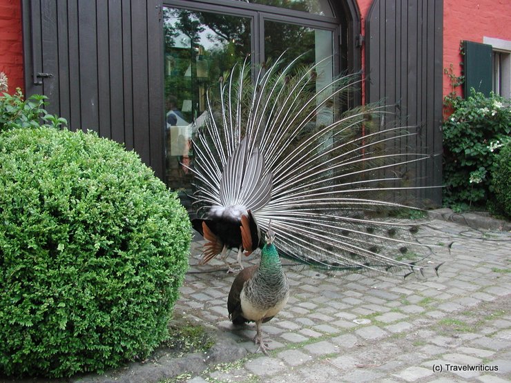 Aggrieved peacock at Schloss Rheydt, Germany