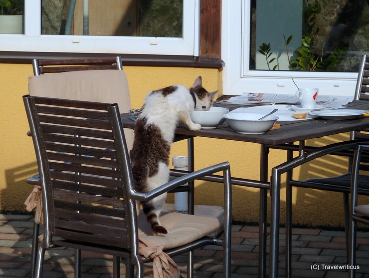 Cat having breakfast