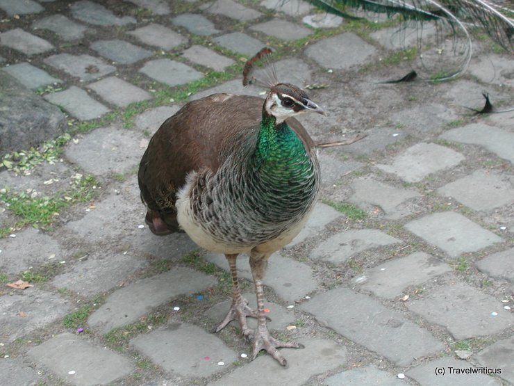 Female peacock at Schloss Rheydth, Germay