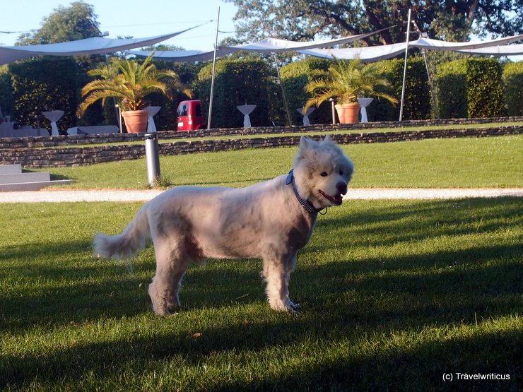 Dog at the Burggarten of Graz, Austria