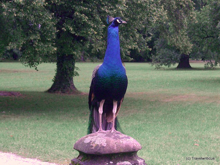Peacock on the grounds of Eggenberg Palace