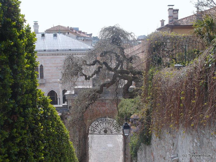 A weird tree in Udine, Italy